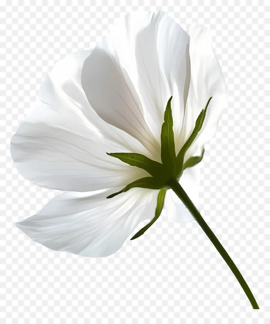 Buen Día，Flor Blanca PNG