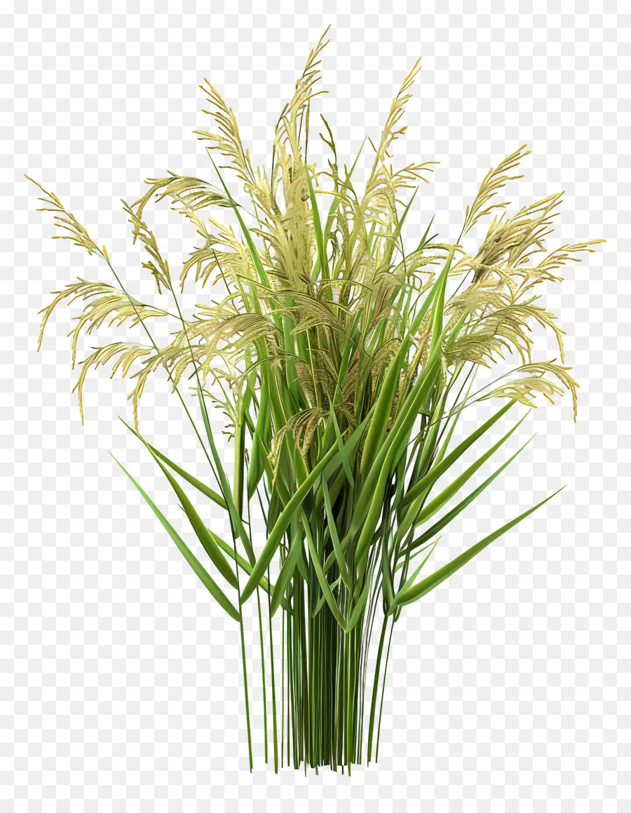 Tallo De Arroz，Planta De Arroz PNG