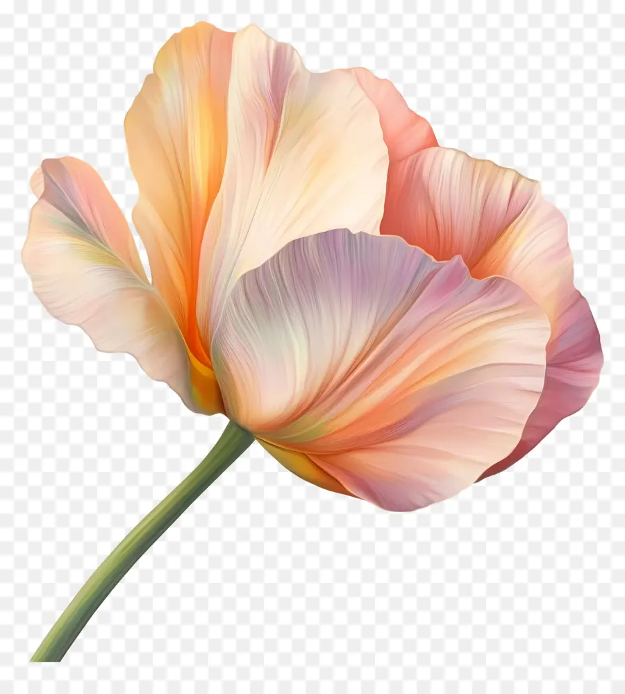 Buen Día，Flor Rosa PNG