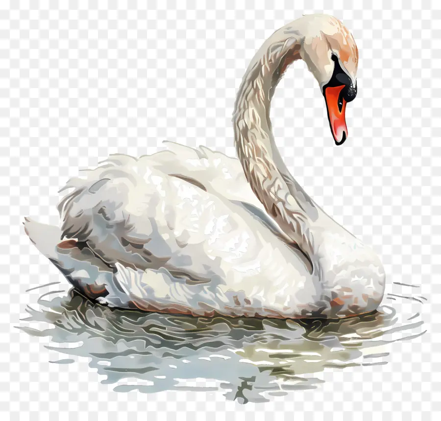 Lindo Cisne，Cisne PNG