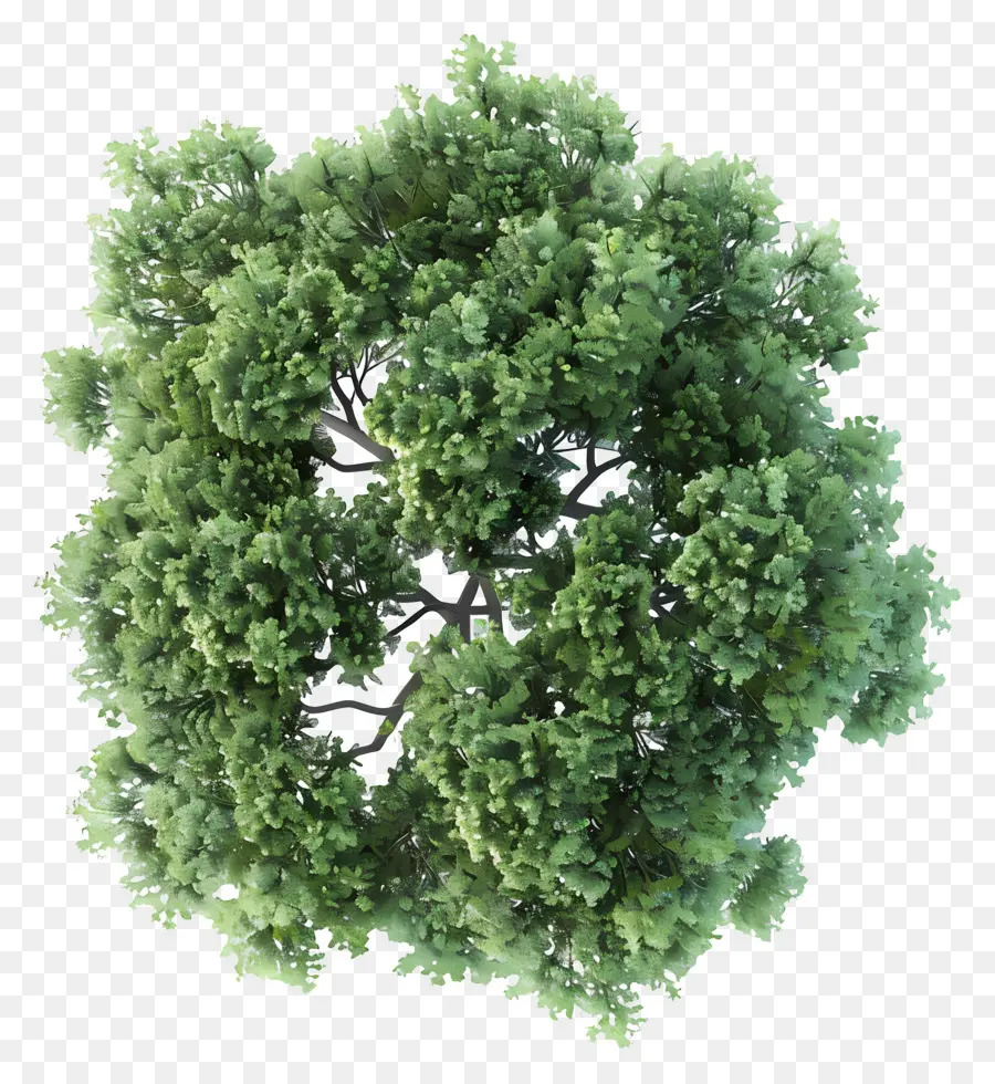 Plano Del Arbol，árbol Verde PNG