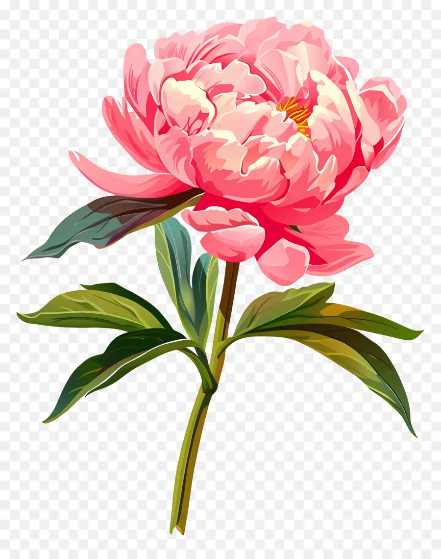 Peonía Rosa，Flor PNG