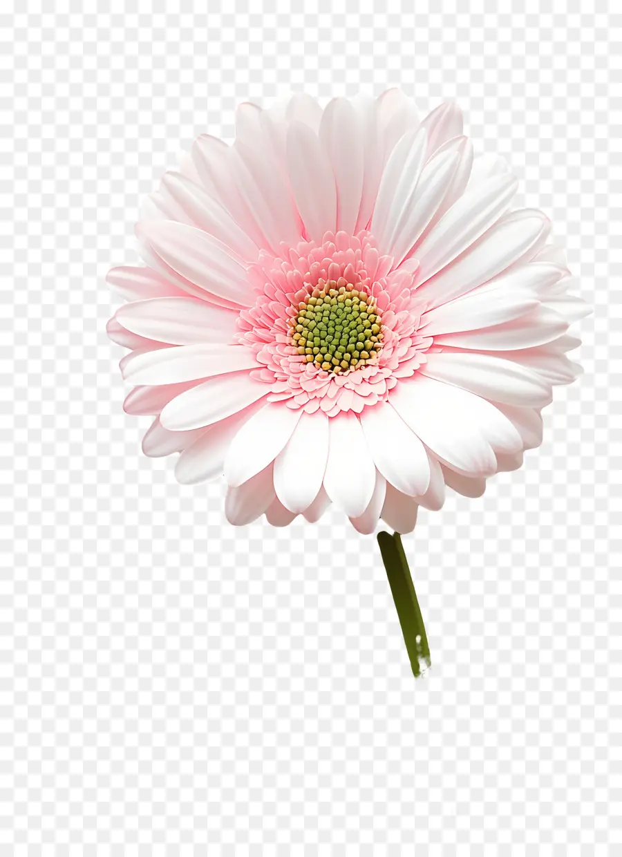 Buen Día，Flor Rosa PNG