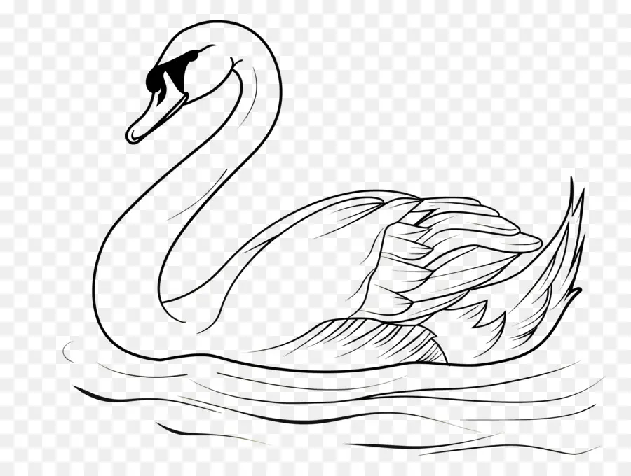 Esquema Del Cisne，Cisne PNG