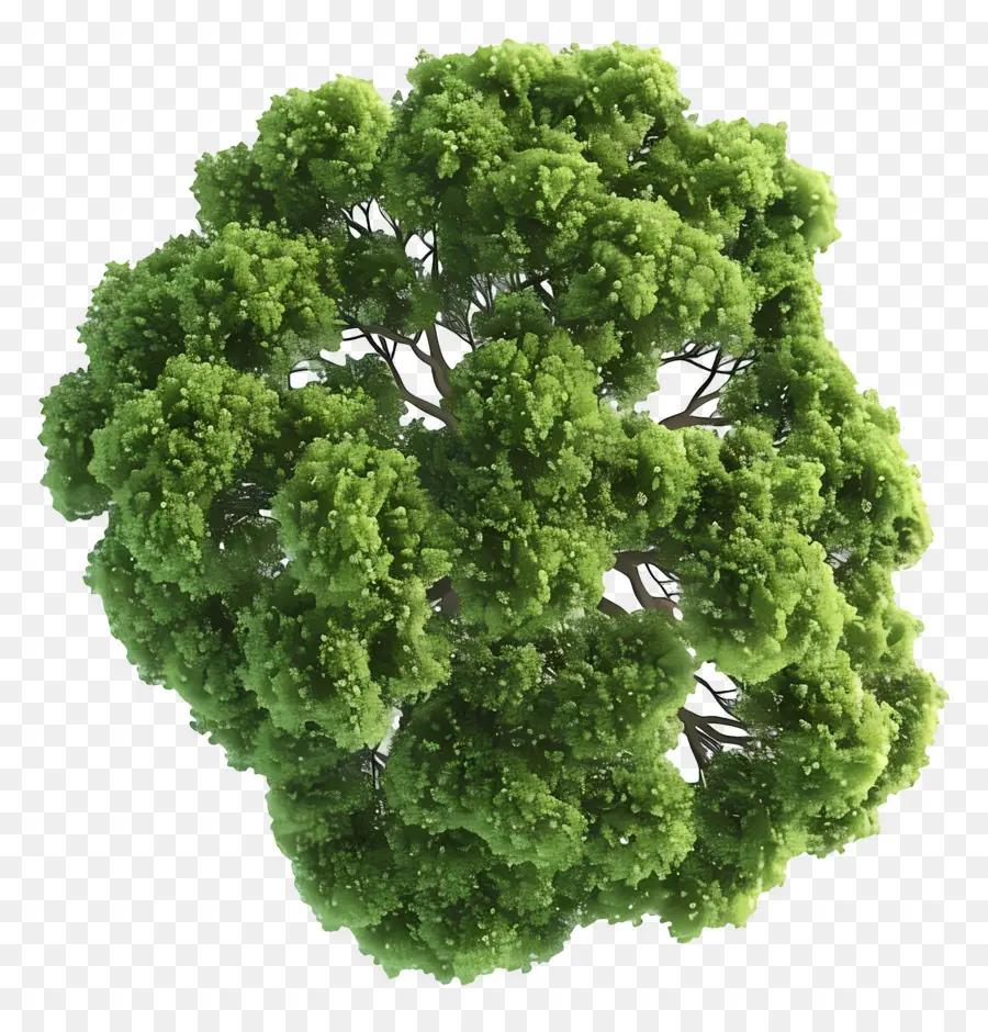 Plano Del Arbol，Árbol PNG