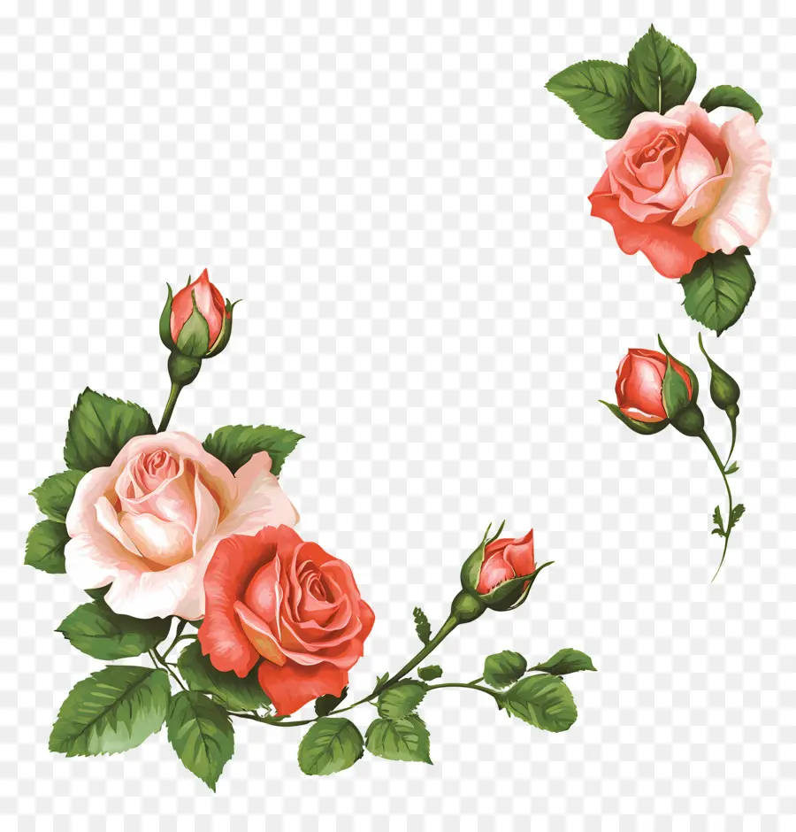 Rosa，Rosas Rosadas PNG