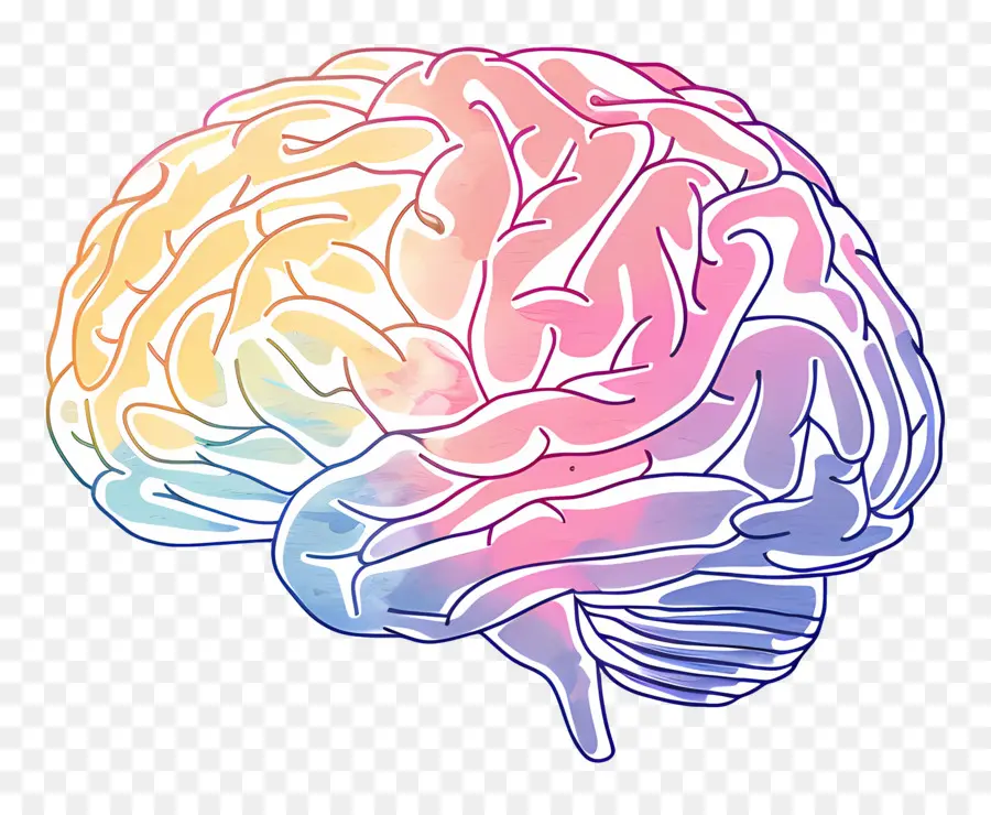 Esquema Del Cerebro，Cerebro PNG