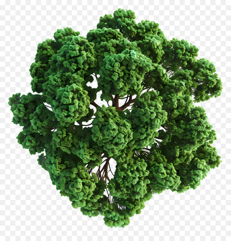 Plano Del Arbol，Árbol PNG