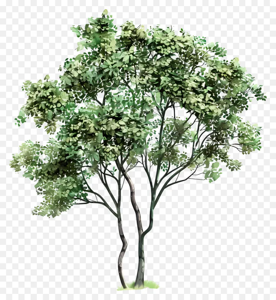 árbol De Acuarela，Árbol PNG