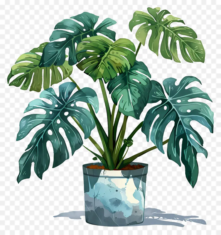 Planta Monstera，Plantas En Macetas PNG