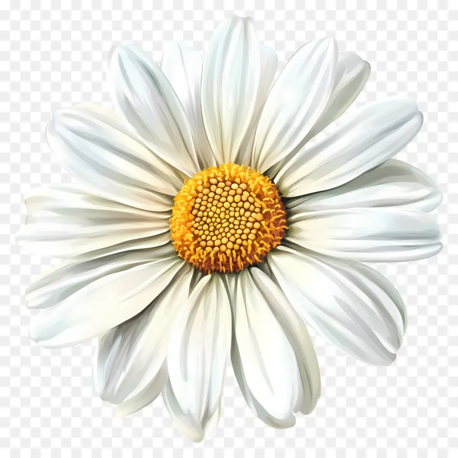 Buen Día，Flor Blanca PNG