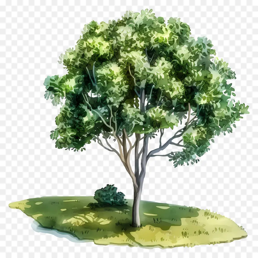 árbol De Acuarela，árbol Verde PNG