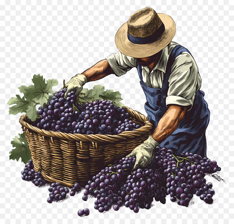 Cosecha De Uvas，Vendimia PNG