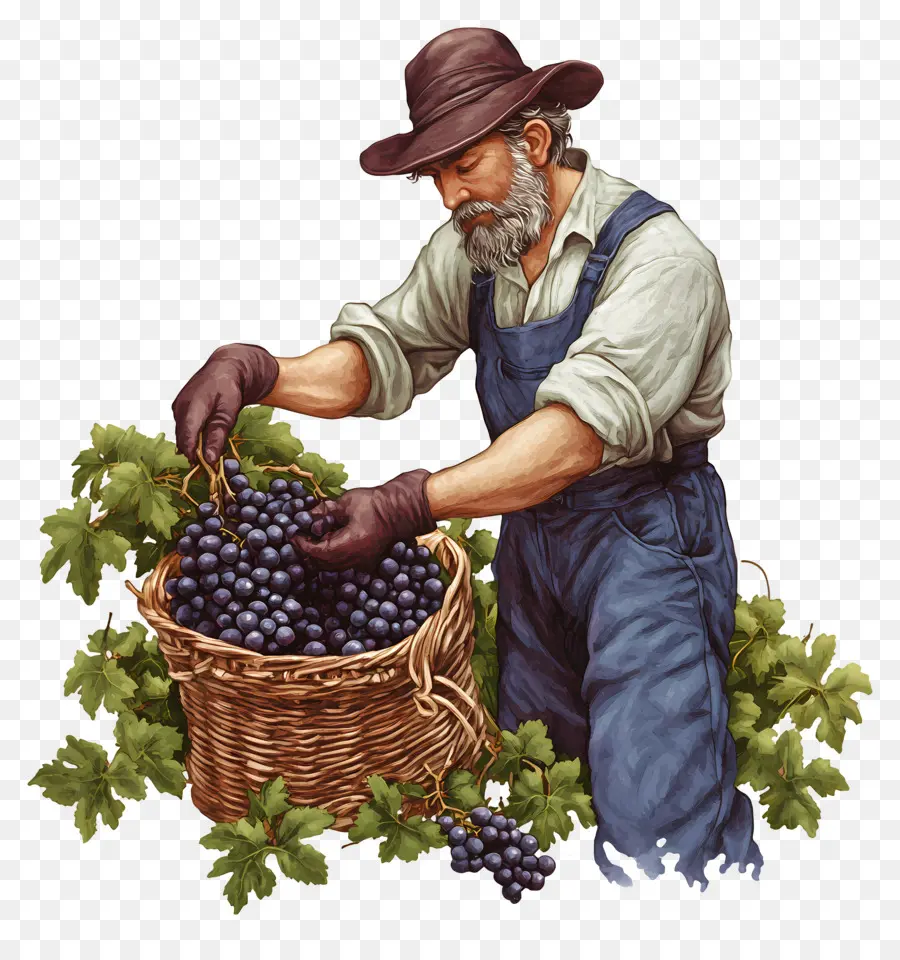 Cosecha De Uvas，Vendimia PNG