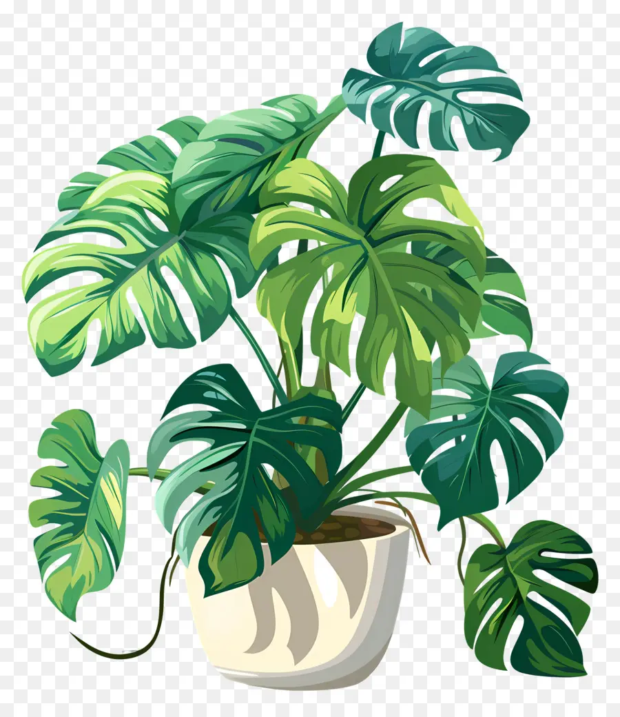 Planta Monstera，Planta En Maceta PNG