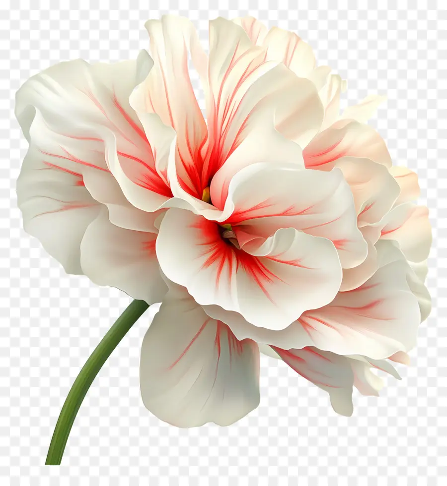 Buen Día，Flor Roja Y Blanca PNG