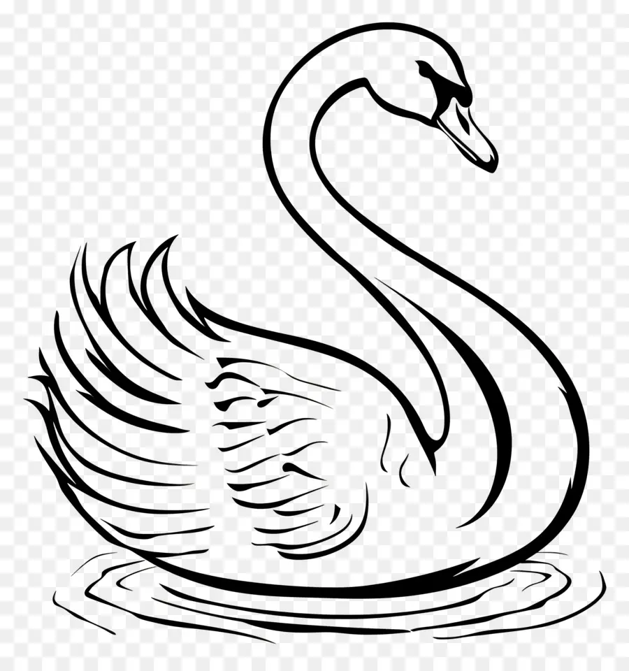 Esquema Del Cisne，Cisne PNG