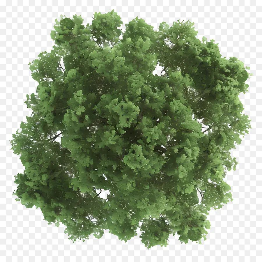 Plano Del Arbol，Árbol PNG