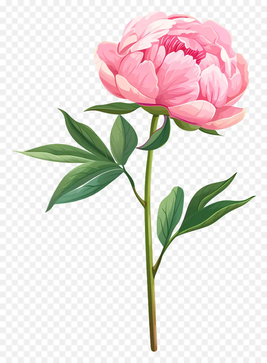 Peonía Rosa，Peonía PNG