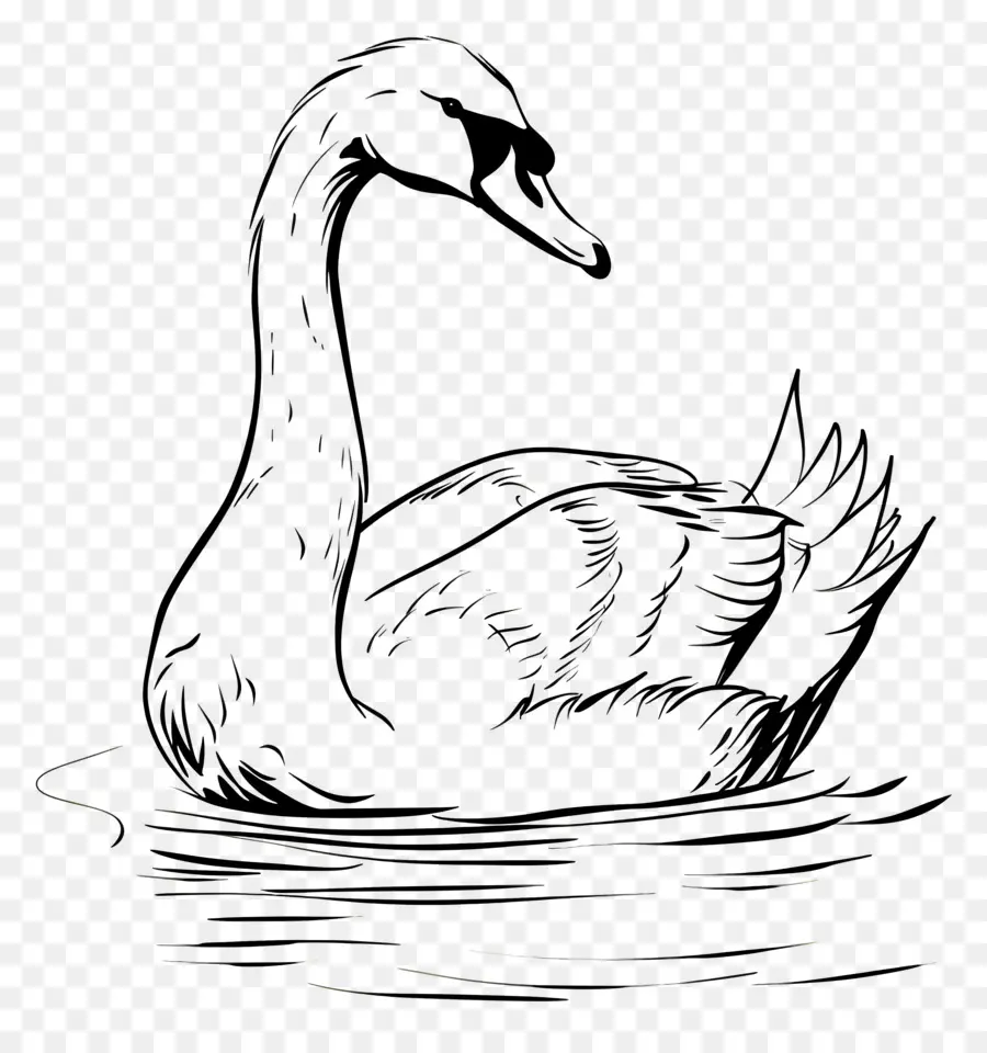 Esquema Del Cisne，Cisne PNG