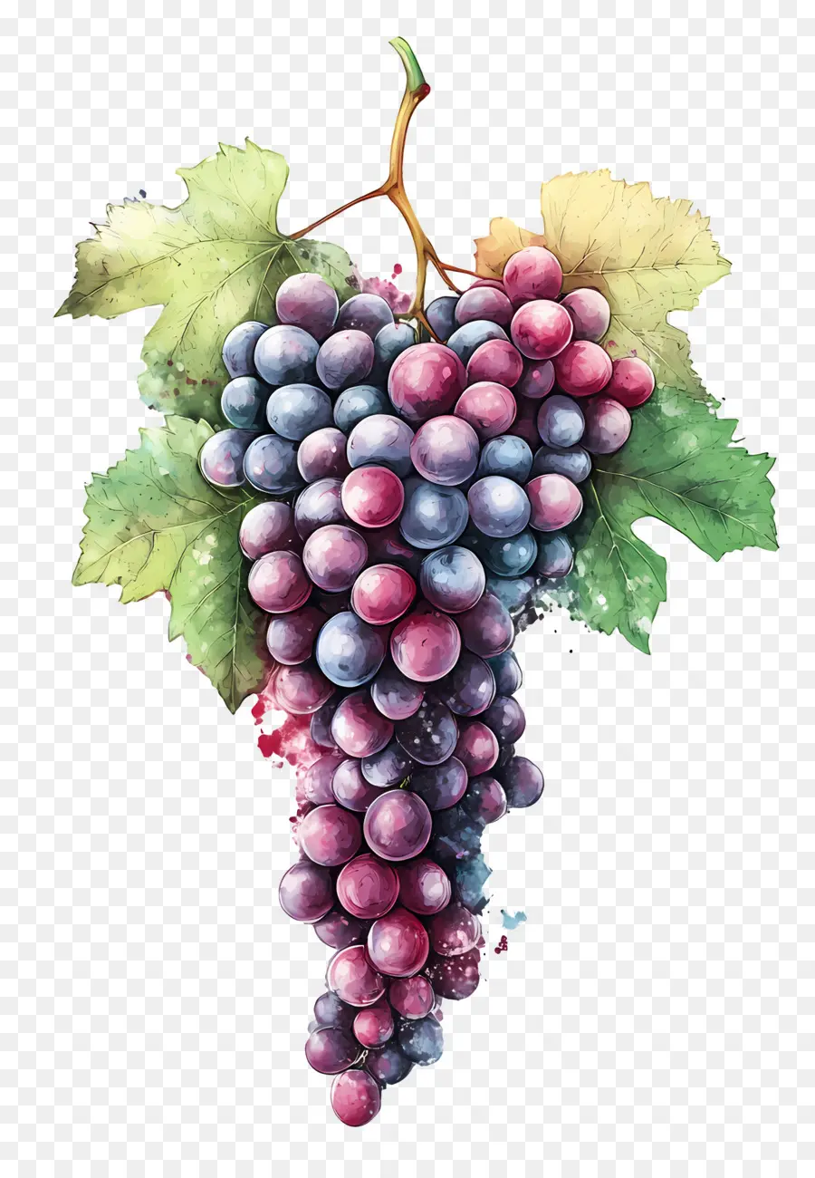 Cosecha De Uvas，Uvas PNG