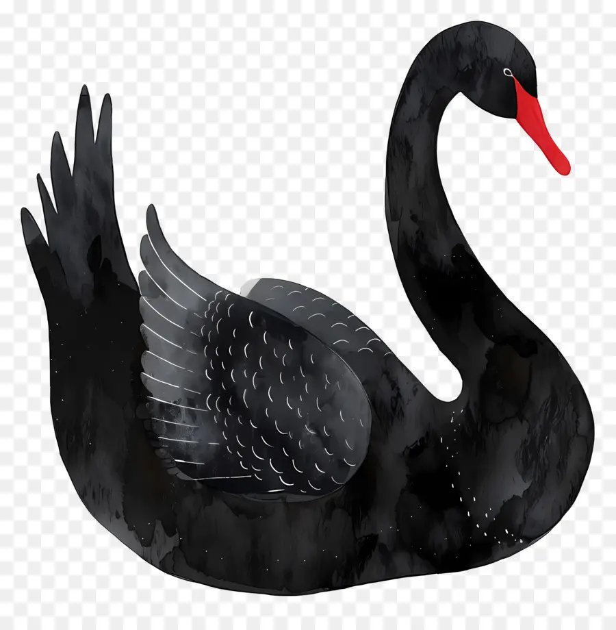 Cisne Negro，Plumas PNG