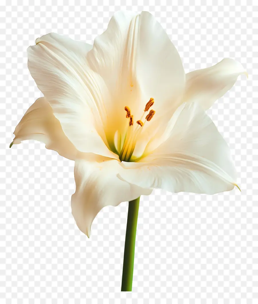 Buen Día，Flor Blanca PNG