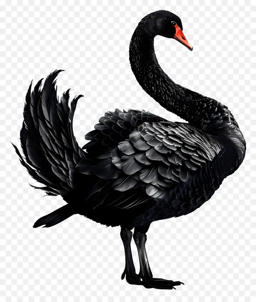 Cisne Negro，Pico Rojo PNG