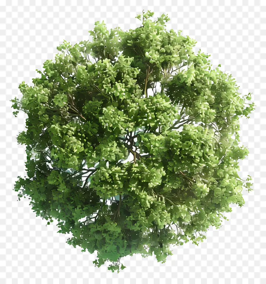 Plano Del Arbol，Árbol PNG