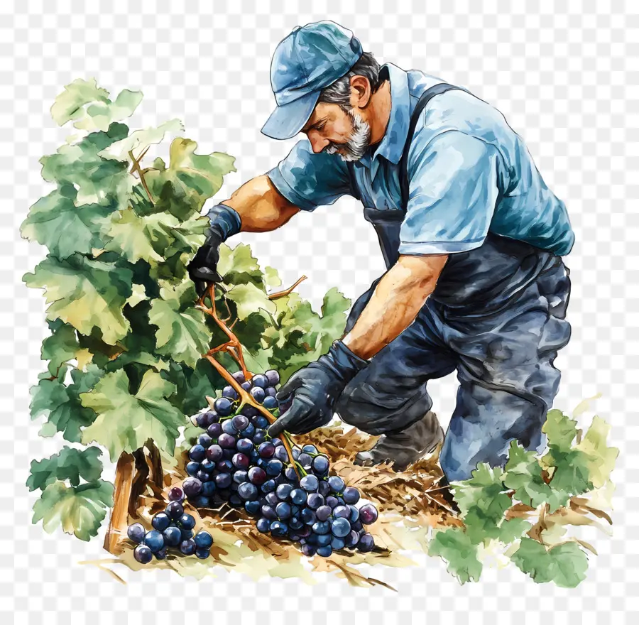 Cosecha De Uvas，Agricultor PNG