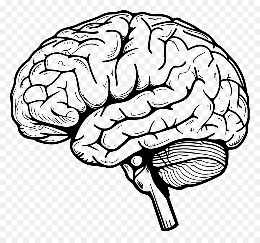 Esquema Del Cerebro，Cerebro PNG