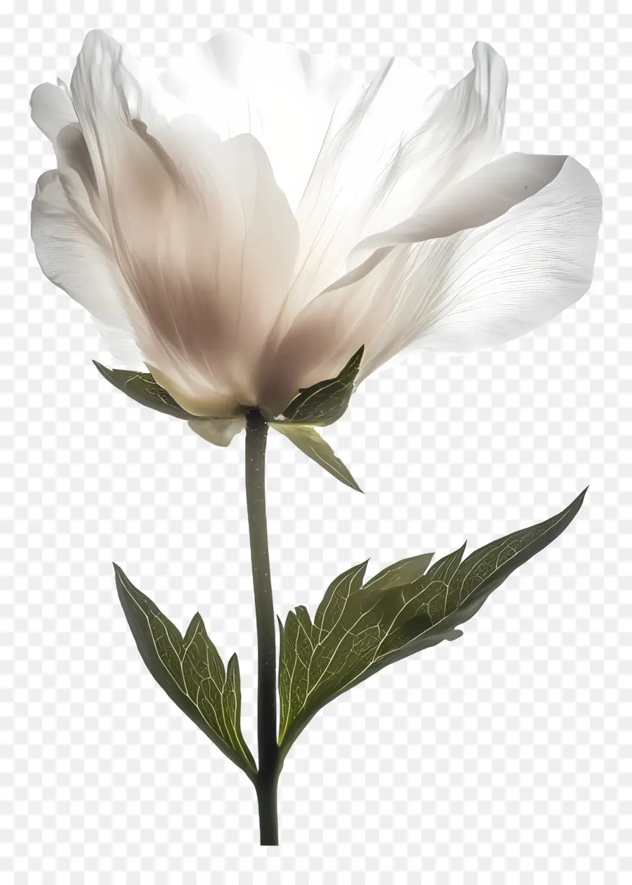 Buen Día，Flor Blanca PNG