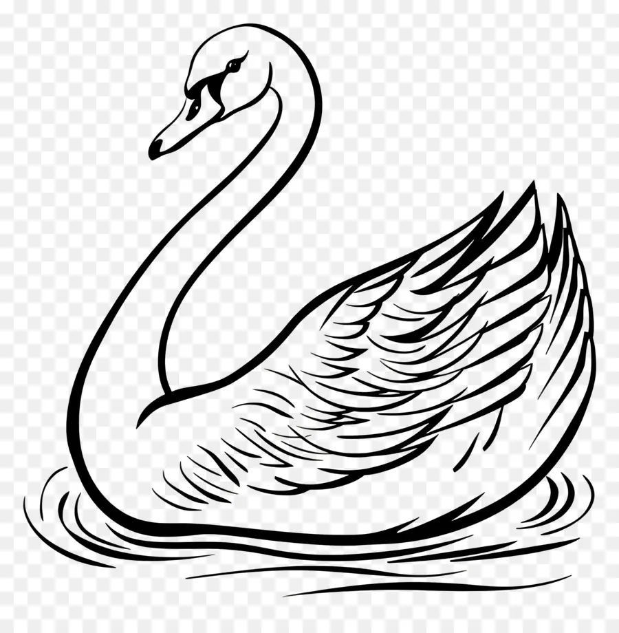 Esquema Del Cisne，Cisne PNG