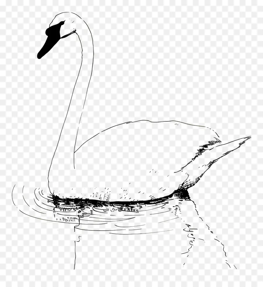 Esquema Del Cisne，Cisne PNG