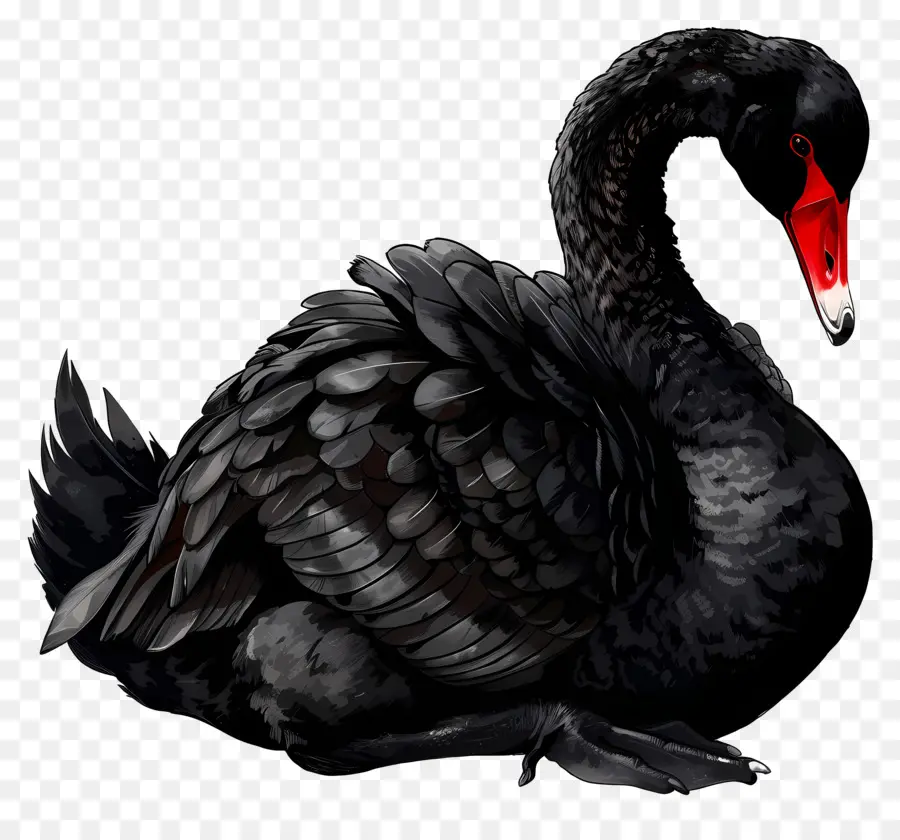 Cisne Negro，Pájaro PNG