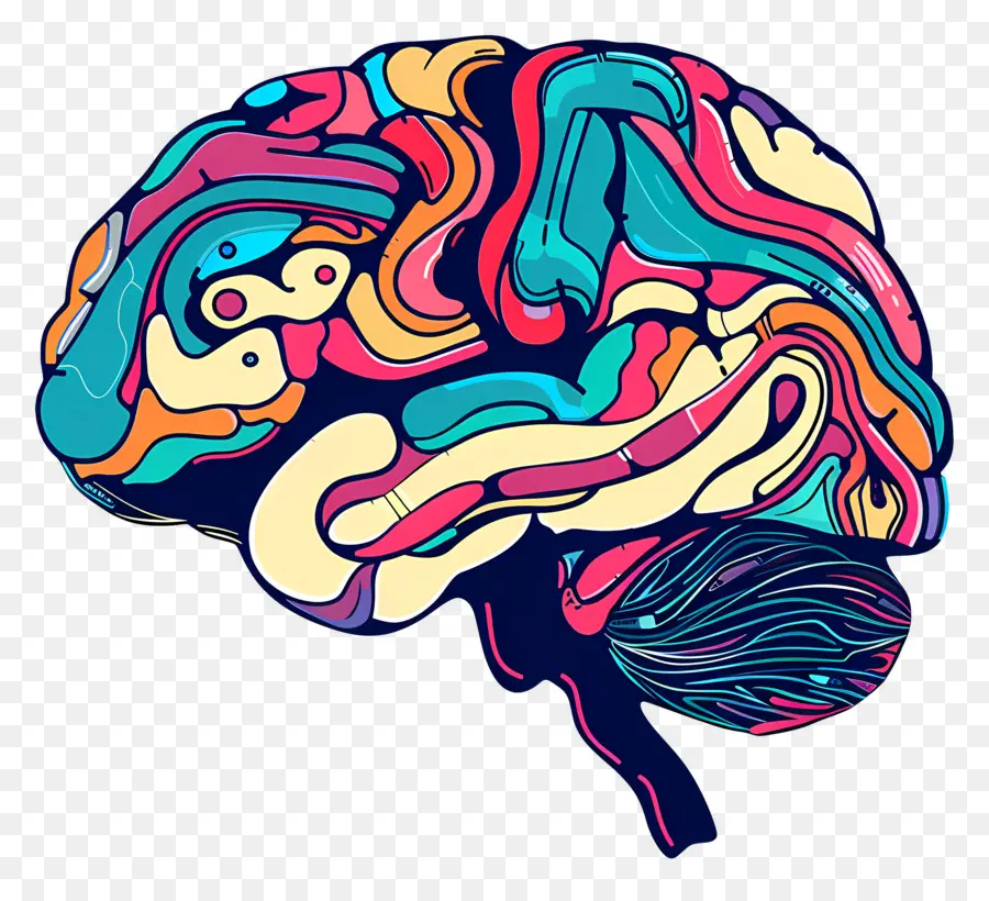 Esquema Del Cerebro，Cerebro PNG