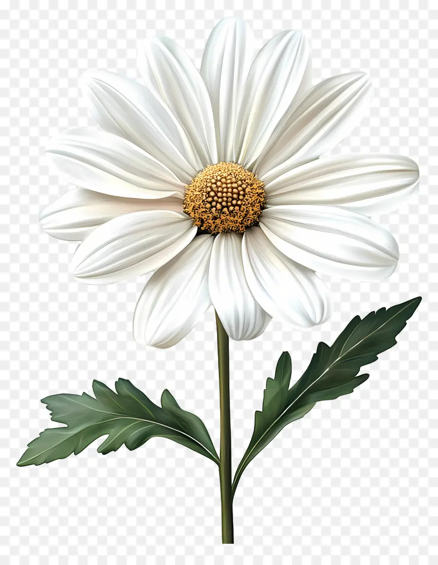 Buen Día，Flor Blanca PNG