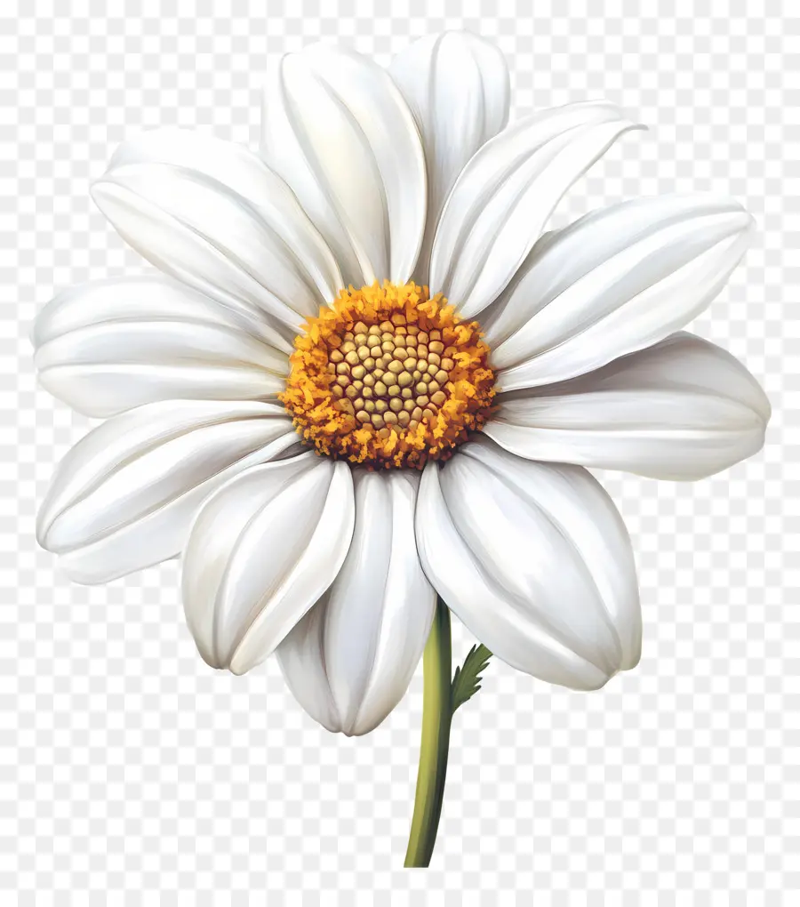 Buen Día，Flor Blanca PNG