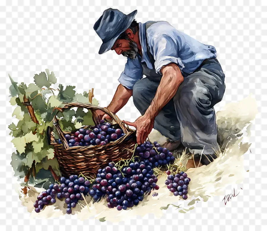 Cosecha De Uvas，Vendimia PNG