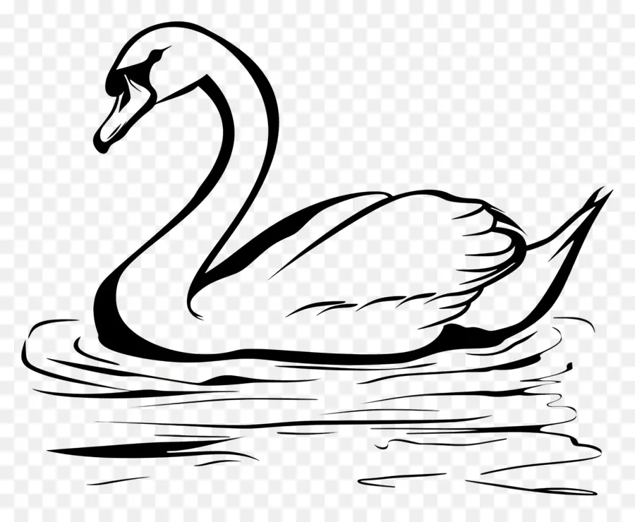 Esquema Del Cisne，Cisne Negro PNG