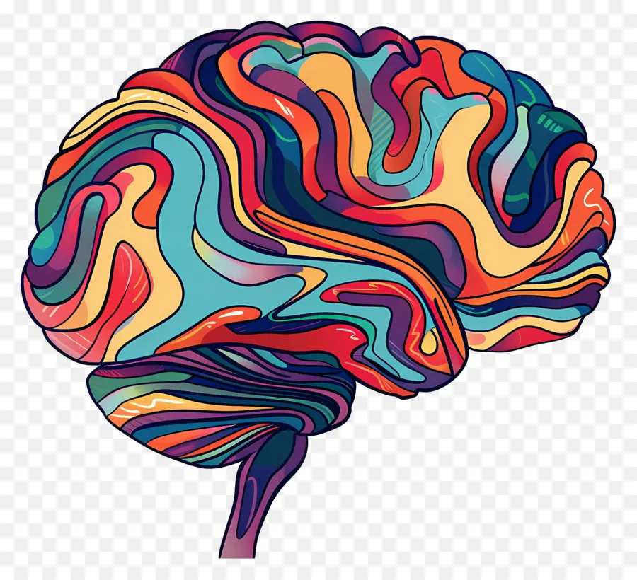 Esquema Del Cerebro，Cerebro PNG