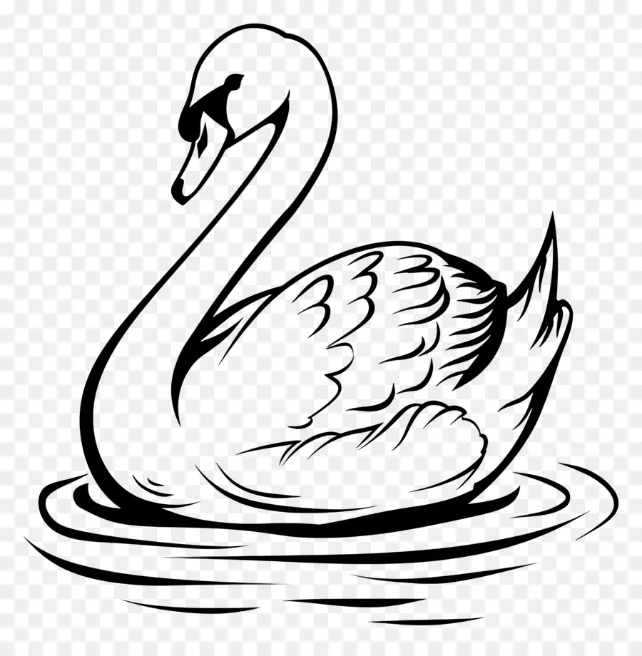 Esquema Del Cisne，Cisne PNG