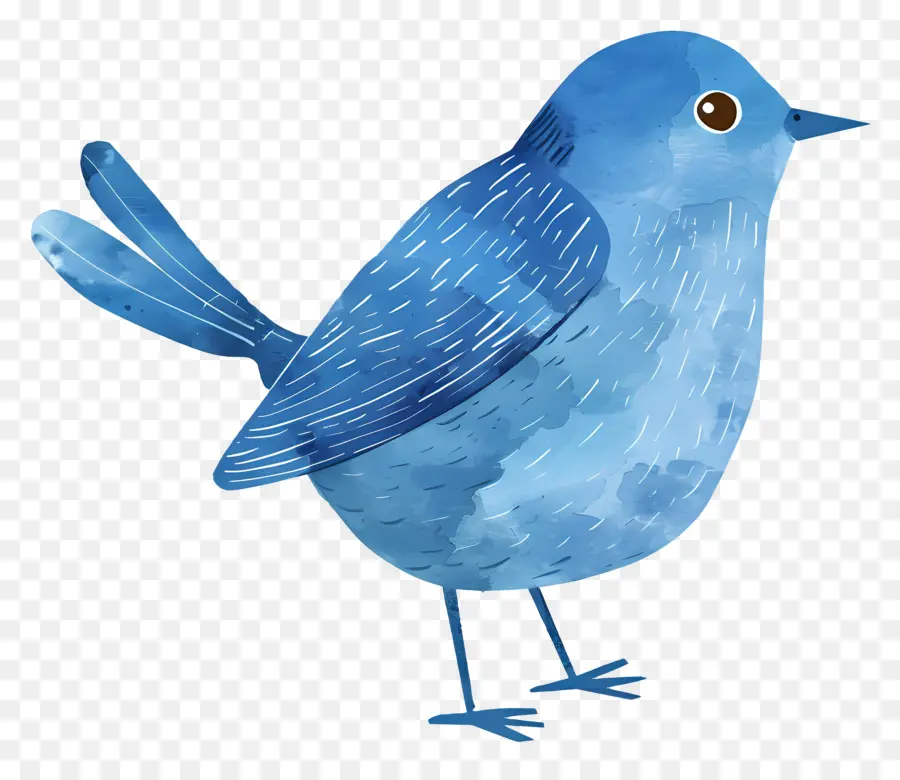 Pájaro Azul，Pájaro Colorido PNG