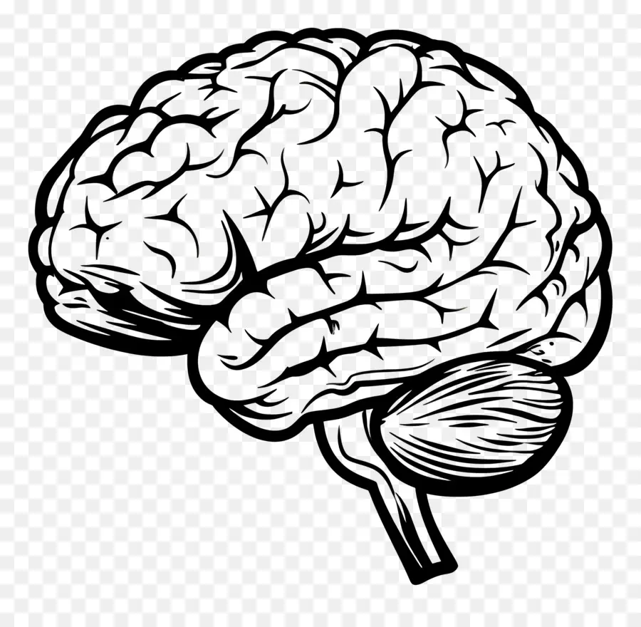 Esquema Del Cerebro，Cerebro PNG