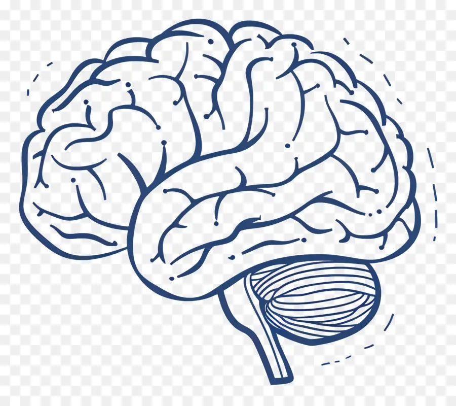 Esquema Del Cerebro，Cerebro PNG