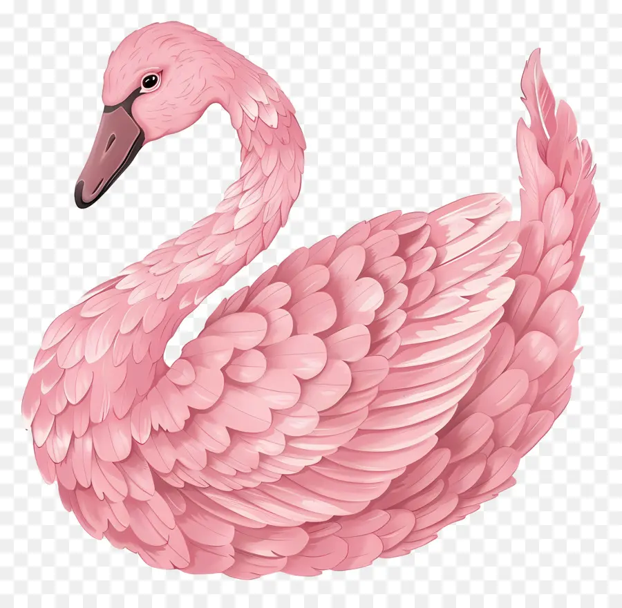 Cisne Rosa，Plumas PNG