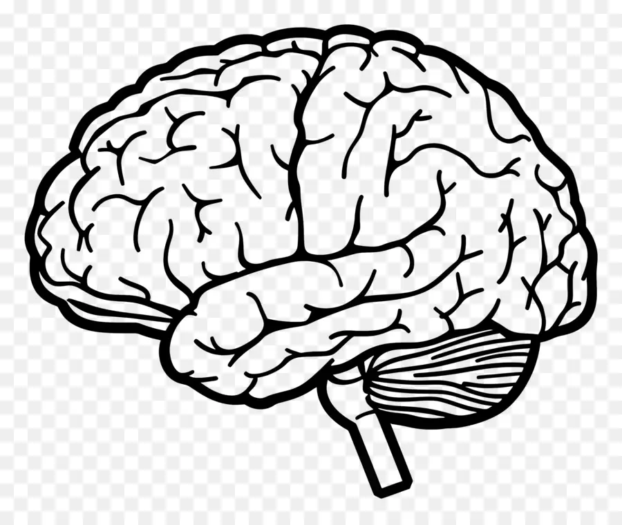 Esquema Del Cerebro，Cerebro PNG