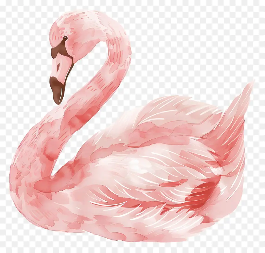 Cisne Rosa，Pájaro PNG