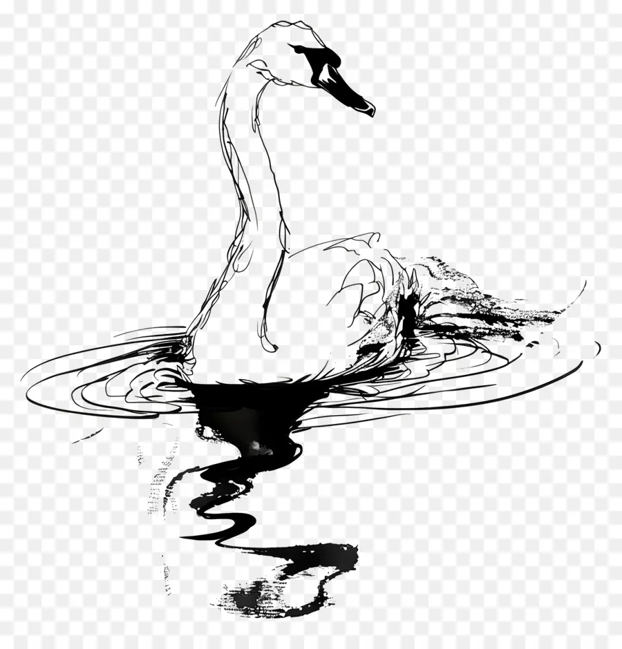 Esquema Del Cisne，Cisne PNG