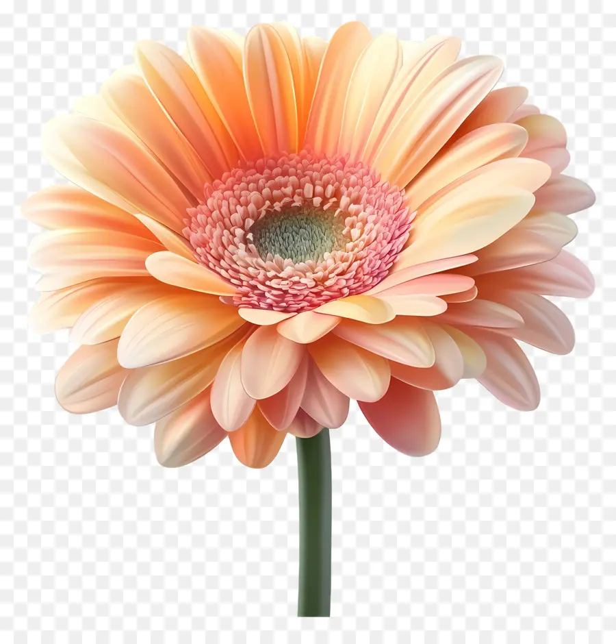 Buen Día，Flor Blanca Y Rosa PNG